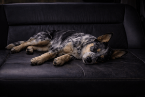 Maggie collapses on the passenger seat. Letters From A Survivor, zombie series 